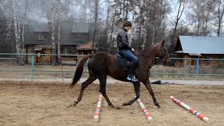 Тренировка по конкуру (Школа верховой езды "Династия").