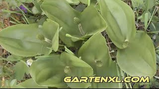 Zweiblatt: heimische Orchidee: Großes Zweiblatt