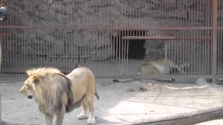 Брачные игры львов Зоопарк Харьков Mating lions Kharkiv Zoo
