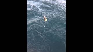 Рыбалка на Черном море. Ловля Горбыля, морской рыб