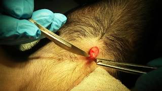 umbilical hernia. Пупочная грыжа у тойки. 20150610