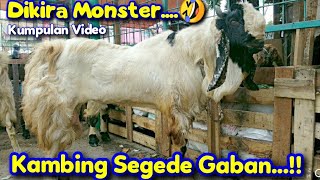 Kambing Super Jumbo Tahun Ini