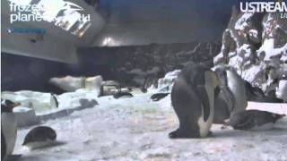 Penguin Cam at SeaWorld San Diego