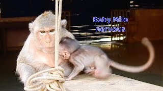 Mama Emila now seem change her behavior with baby Milo - But every-time tiny baby still scare mama