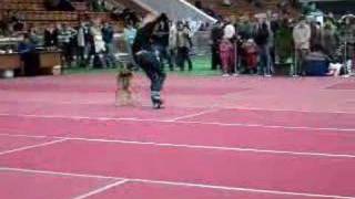 Dog Dancing