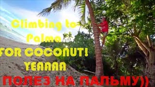ПОЛЕЗ НА ПАЛЬМУ ЗА КОКОСОМ+Новые знакомства:D Филиппины/Climb to palm for COCONUT, Panglao