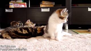Бедняга котенок икает