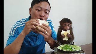 Monkey Doo Enjoys Yummy Breakfast With His Family