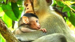 Anna start show love ,stop hurt Alba and allow milk Alba| Alba get happiness always mum give this.