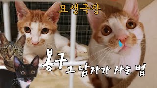 묘생극장 : 박스에 버려졌다 구조되어 입양된 아기고양이 봉구ㅣ봉삼이네
