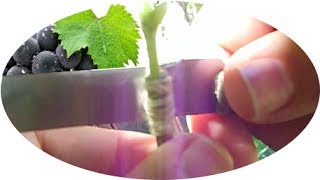 how to GRAFT a grapeVINE, green on green