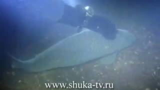 Подводные съемки на Днепре часть 2 Сазаны