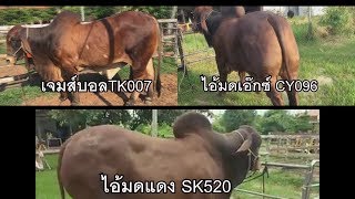ชมตัวจริงสุดยอดพ่อพันธุ์บราห์มันlไอ้มดเอ๊กซ์ CY096,ไอ้มดแดงSK520 เจมส์บอน TK007, l โชคเนรมิตรฟาร์ม
