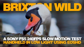 BRIXTON WILD | SONY FS5 SLOW MOTION | HANDHELD | LOW LIGHT | EOSHD