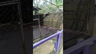 Salah Satu Hewan Yang Ada Di Hutan Mangrove Pancer Cengkrong