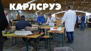 Как оценивают кроликов эксперты в Германии