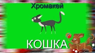 34. Футаж на хромакее. Кошка, котенок. Футаж для создания видео.
