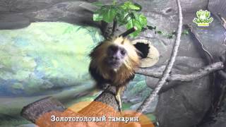 Зоопарк "Лимпопо": жизнь изнутри