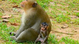 Awesome sweet baby Daniela don't scare King Marcus she sit and play near by / Monkey Post