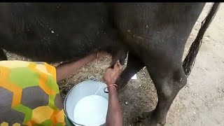 Buffalo Milking By Young Woman hand in Fasted. without Machine || Buffalo Milking