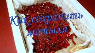 Хранение мотыля