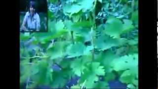Уход за виноградом . Часть2