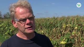 Zonnebloemen in Lochem maken boer en burger blij