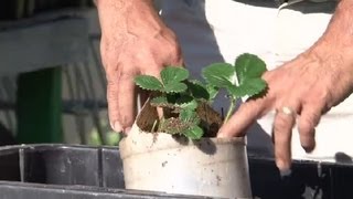How Do I Plant a Hanging Strawberry Pot? : How to Grow Strawberries