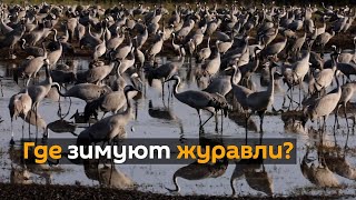 Птицы собираются в израильском заповеднике