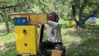 Effective & Innovative, Healthy Ukrainian Beehive Number One in Ukraine.