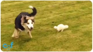 Dog and Ferret Playing | Fetch with Ferret