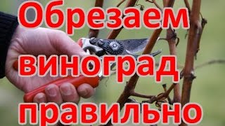 КАК ОБРЕЗАТЬ ВИНОГРАД (детальная схема обрезки винограда)