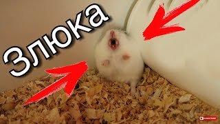 ХОМЯЧОК СЛОМАЛСЯ ?