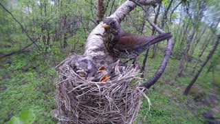 Дрозд-рябинник (лат. Turdus pilaris) выносит пометную капсулу