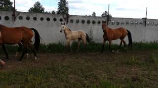 ООО "Ахалтекинец" Продажа ахалтекинских лошадей.Sales of Akhal-Teke horses http://akhaltekellc.com