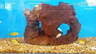 미국 여행 6 대형 애완동물 마트 펫코 왔어요! USA trip 6 The Visiting Big Pet market.