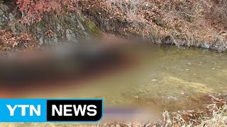 살처분 돼지 핏물에 임진강 지류 오염 / YTN