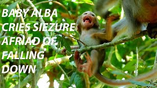 PITYFUL SO MUCH! BABY MONKEY ALBA CRIES SIEZURE AFRAID OF FALLING DOWN! MOM ANNA HELP BABY ALBA