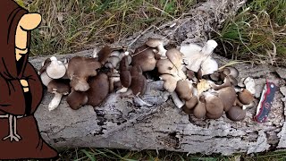 Осенний сбор Вешенок! Главное найти заветный пенёк и ты с грибами на всю зиму! Тихая охота в Октябре