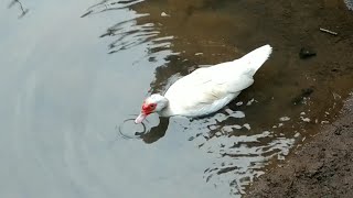 MUNGKIN GALAU. BEBEK ENTOK MENYENDIRI DARI KAWANAN.