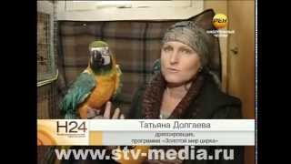 Золотой мир цирка