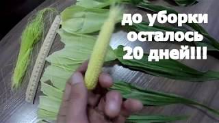 Сахарная кукуруза - серия 15. За 20 дней до уборки. Налив початка.