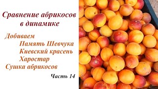 Сравнение абрикосов в динамике. Ч14