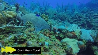 Roatan Scuba Diving Highlights (with Wrecks and Fish ID) in HD