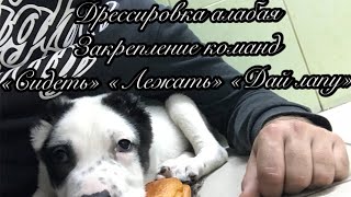 Дрессировка и воспитание алабая. Закрепление команд «Сидеть» «Лежать» «Дай лапу»