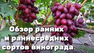 Обзор ранних и ранне-средних сортов и гибридных форм винограда