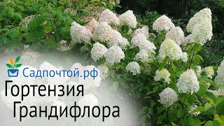 Гортензия метельчатая "Грандифлора" ("Grandiflora")