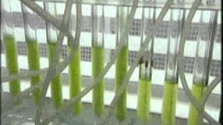 Microalgen gegen CO2