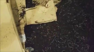 Разведение червей. Дендробена в бортах