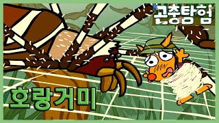 곤충탐험 #4 위험천만 거미줄(Spider Web) | Carnivorous Insects for kids | Insects Adventure | 昆虫